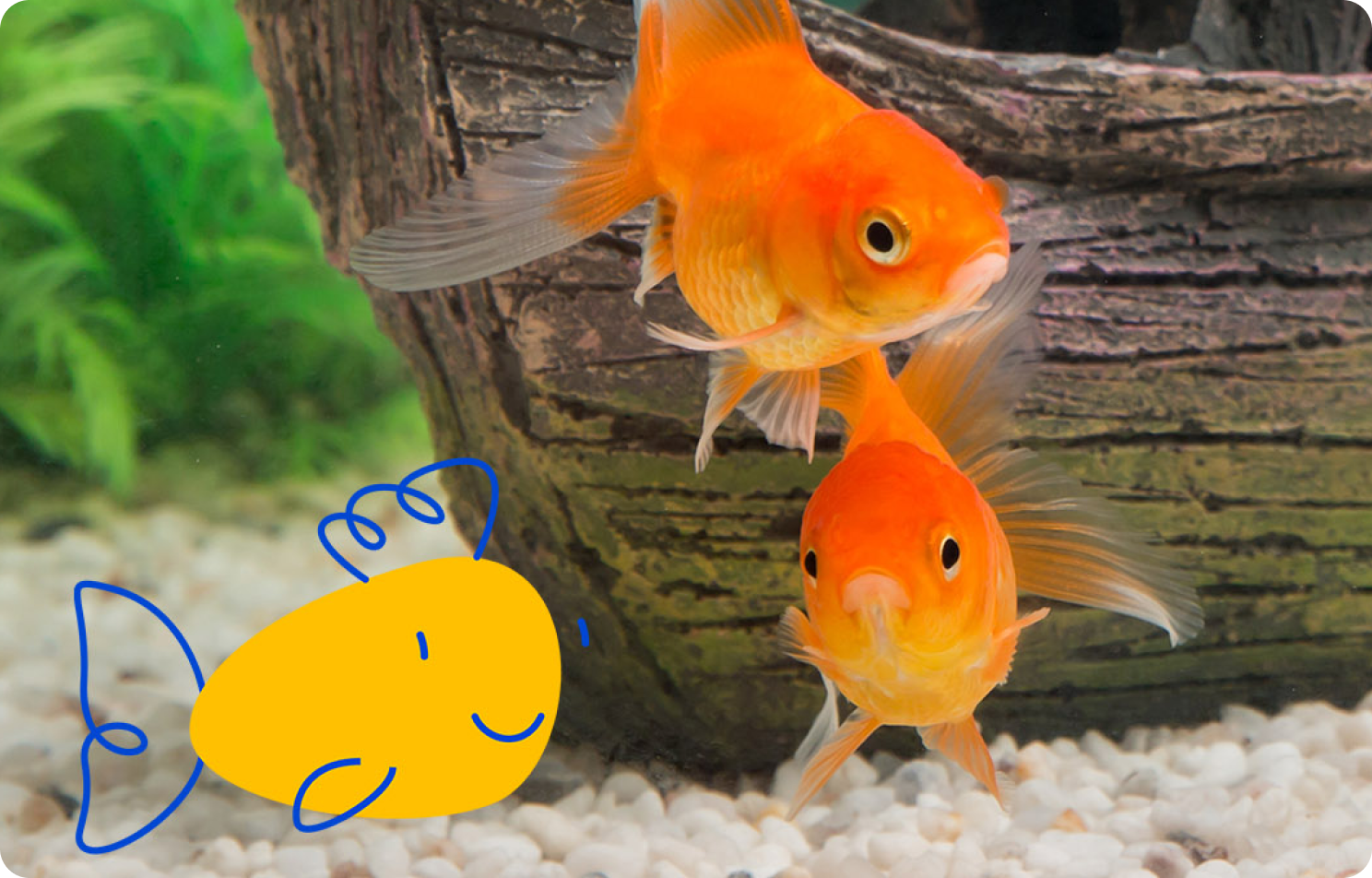 Beginner&rsquo;s Guide To Owning a Fish